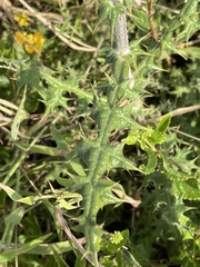 Echinops spinosissimus