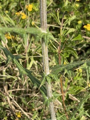 Echinops spinosissimus