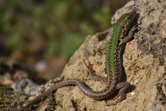 Podarcis siculus