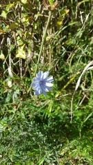 Cichorium intybus