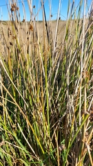 Juncus inflexus