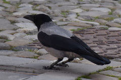 Corvus cornix