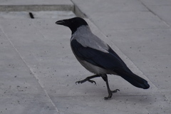 Corvus cornix