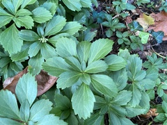 Pachysandra terminalis
