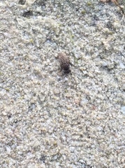Muscoidea