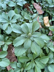 Pachysandra terminalis