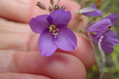 Heliophila subulata