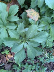 Pachysandra terminalis