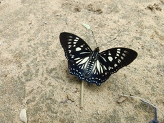 Euripus nyctelius