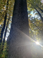 Liriodendron tulipifera