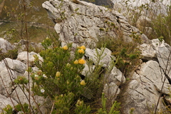 Leucospermum cuneiforme