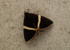 Fodina pallula