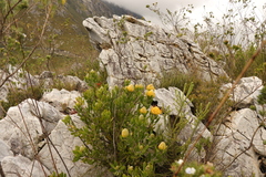 Leucospermum cuneiforme