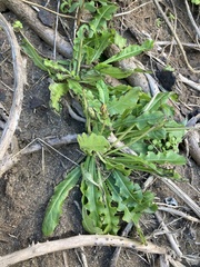 Taraxacum formosanum