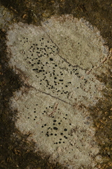 Lecidella elaeochroma