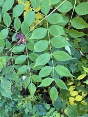 Aralia
