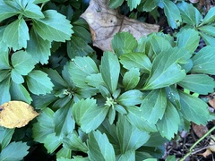 Pachysandra terminalis