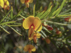 Bossiaea rosmarinifolia
