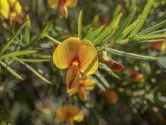 Bossiaea rosmarinifolia