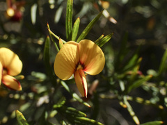 Bossiaea rosmarinifolia