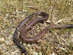 Pseudonaja affinis affinis