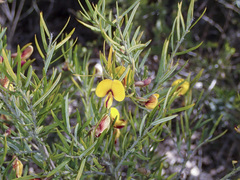 Bossiaea rosmarinifolia