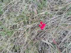 Glandularia peruviana