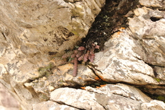 Crassula perforata