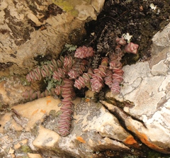 Crassula perforata