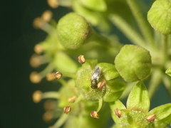 Pteromalidae