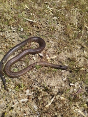 Pseudonaja affinis affinis