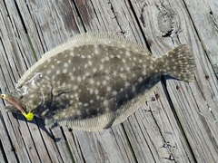 Paralichthys lethostigma