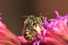 Cockerellia