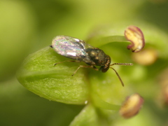 Pteromalidae