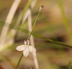 Lobelia patula