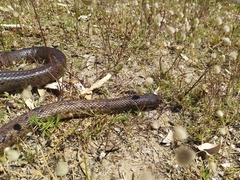 Pseudonaja affinis affinis