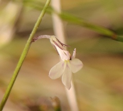 Lobelia patula