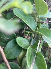 Vincetoxicum hirsutum