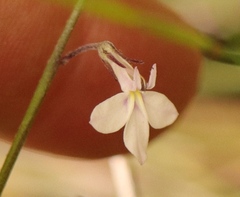 Lobelia patula