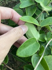 Vincetoxicum hirsutum