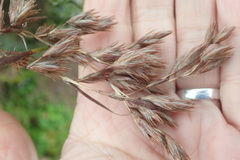 Thamnochortus glaber