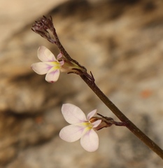 Lobelia patula