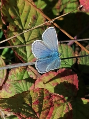 Polyommatus icarus