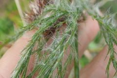 Thamnochortus glaber