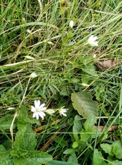 Stellaria graminea