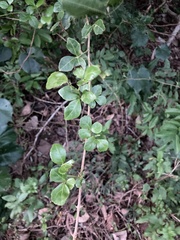 Eleutherococcus trifoliatus