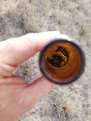 Plestiodon skiltonianus