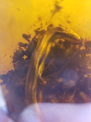 Plestiodon skiltonianus