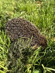 Erinaceus