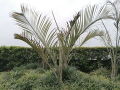Arecoideae
